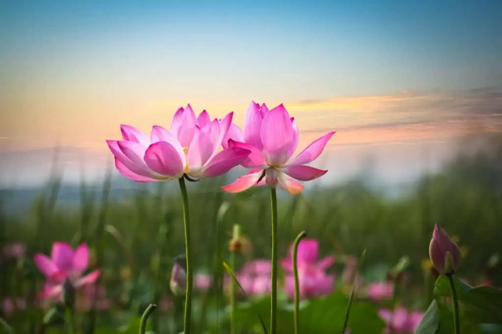 beautiful lotus flowers