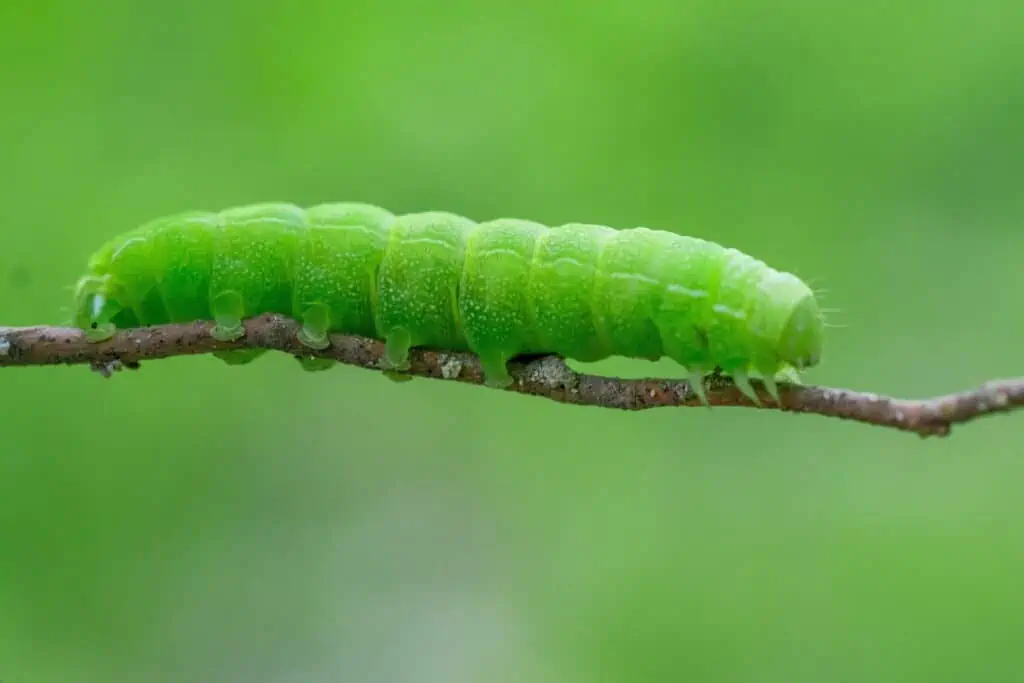 bright green caterpillar  - God's marvelous creation